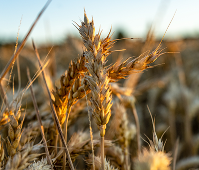 Grains